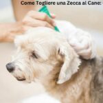 Come Togliere una Zecca al Cane