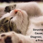 struvite gatto